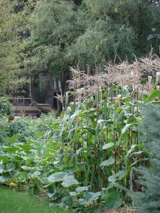 corn-garden-lo